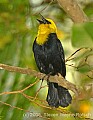 DSC_4486 yellow-headed blackbird.jpg