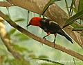 DSC_4488 Scarlet-headed Blackbird.jpg