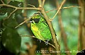 DSC_4499 Green and Gold tanager.jpg