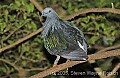 DSC_4502 Nicobar Pigeon.jpg