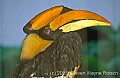 DSC_4510 toucan.jpg