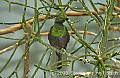 DSC_4525 Emerald Starling.jpg