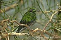DSC_4529 Emerald Starling.jpg