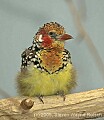 DSC_4550 Red and Yellow Barbet.jpg