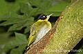 DSC_4650 Black-headed Woodpecker.jpg