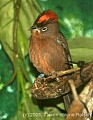 DSC_4719 Red-crested Finch.jpg