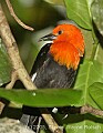 DSC_4795 Scarlet-headed Blackbird.jpg