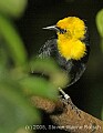 DSC_4804 Yellow-hooded Blackbird.jpg