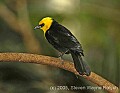 DSC_4805 Yellow-hooded Blackbird.jpg