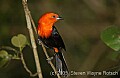 DSC_4809 Scarlet-headed Blackbird.jpg