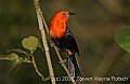 DSC_4811  Scarlet-headed Blackbird.jpg