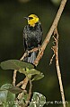 DSC_4836 Yellow-hooded Blackbird.jpg
