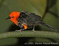 DSC_4865 Scarlet-headed Blackbird.jpg