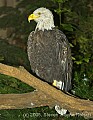 DSC_4887 bald eagle.jpg
