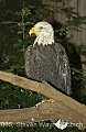 DSC_4891 bald eagle.jpg