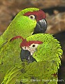 DSC_4906 Thick-billed Parrot.jpg