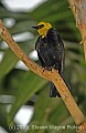 DSC_4928 Yellow-hooded Blackbird.jpg