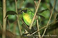 DSC_4967 Green and Gold Tanager.jpg