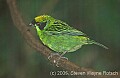 DSC_4972 Green and Gold Tanager.jpg