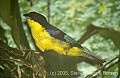 DSC_4996 Blue-winged Tanager.jpg