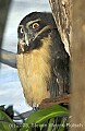 DSC_5020 spectacled owl.jpg