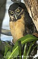 DSC_5024 spectacled owl.jpg