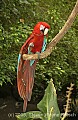 DSC_5042 Green-winged macaw.jpg