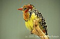 DSC_5123 Red and Yellow Barbet.jpg