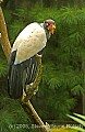 DSC_5190 king vulture.jpg