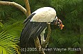 DSC_5198 king vulture.jpg