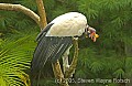 DSC_5207 king vulture.jpg