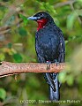 DSC_7006 Purple-throated Fruit Crow.jpg