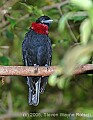 DSC_7007 Purple-throated Fruit Crow.jpg