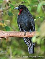 DSC_7008 Purple-throated Fruit Crow.jpg