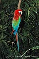 DSC_7017 Green-winged macaw.jpg