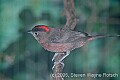 DSC_7028 Red-crested Finch.jpg