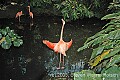 DSC_7037 pink flamingo.jpg