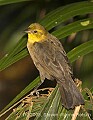 DSC_9880 Yellow-hooded Blackbird (female).jpg