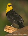 DSC_9887 Yellow-hooded Blackbird.jpg