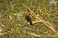 DSC_9915 Scarlet-headed Blackbird.jpg