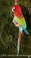 DSC_9929 macaw.jpg