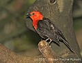 DSC_9935 Scarlet-headed Blackbird.jpg