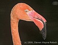 DSC_9946 pink flamingo.jpg