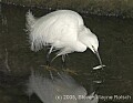 DSC_9980 snowy egret.jpg