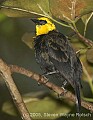 DSC_9999 Yellow-hooded Blackbird.jpg