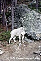 WTDI401-mountain goat at mt. rushmore.jpg