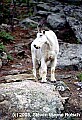 WTDI404-mountain goat at mt. rushmore.jpg