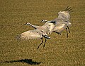 DSC_3759 two sandhill cranes landing.jpg