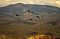 DSC_4199 landing cranes.jpg