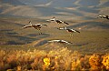 DSC_4200 sandhill cranes landing.jpg